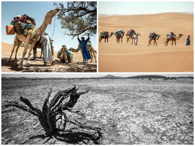 Trek chamelier Maroc 11 jours